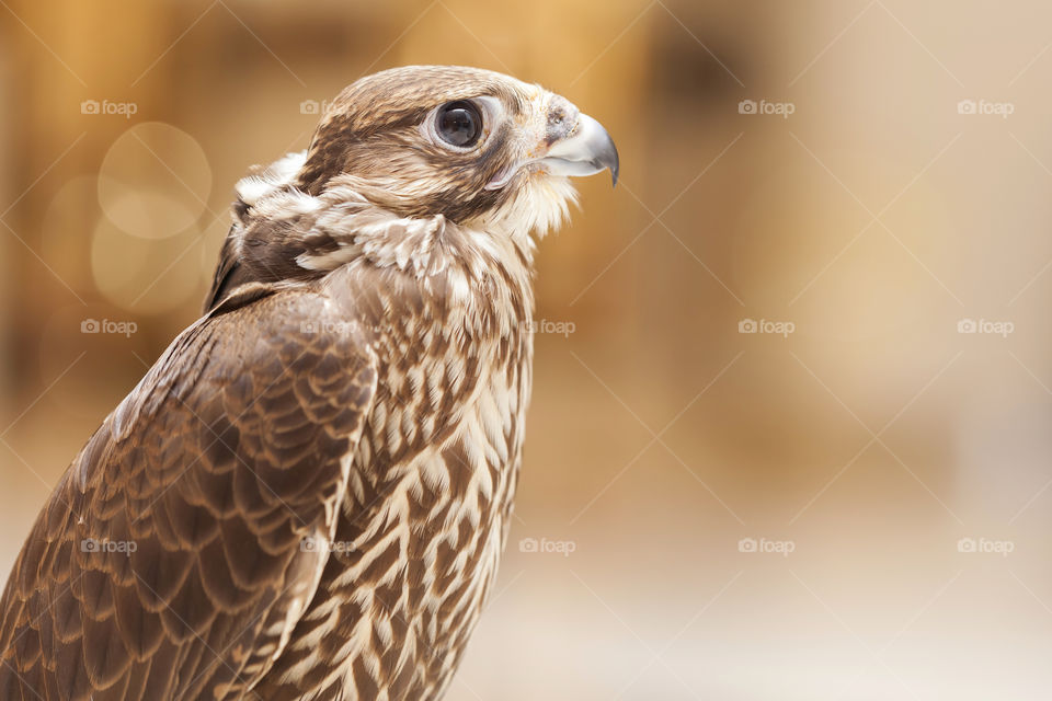 Falcon portrait closeup