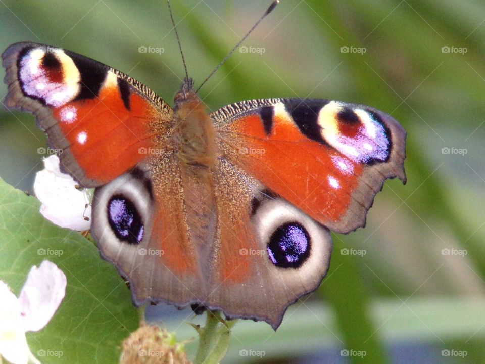 Schmetterling auf Brombeerblüte