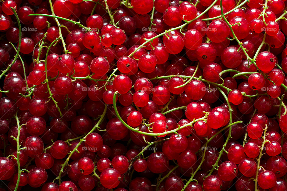 Red currant background