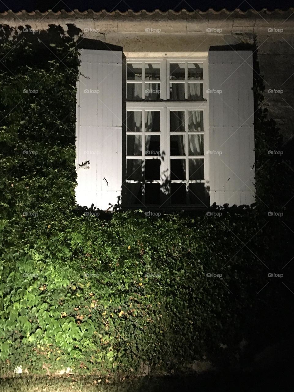 White classical window with Virginia creeper at night