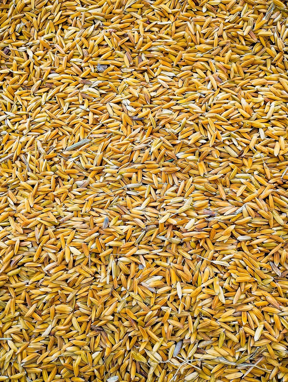 November and December are harvest time.