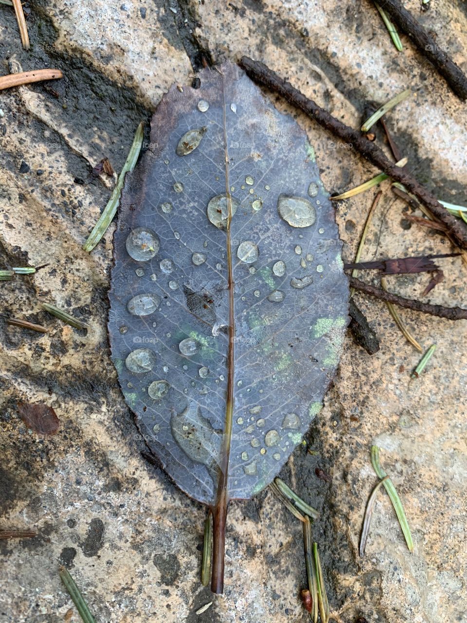 One leaf with raindrops