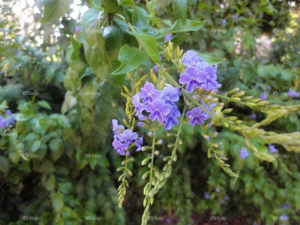 purple flower