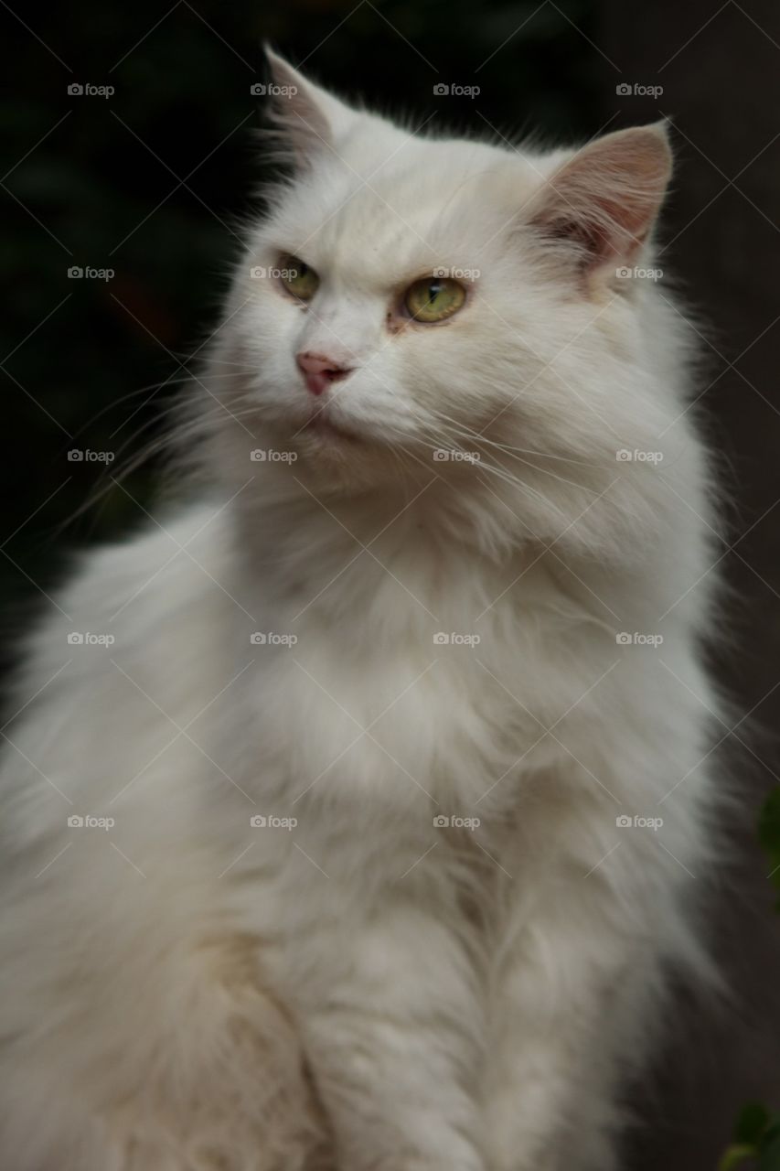 White Persian Pet Cat