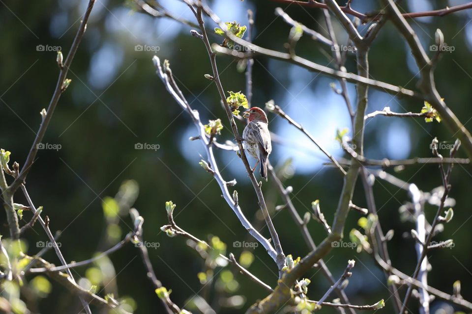 House finch on an apple tree 