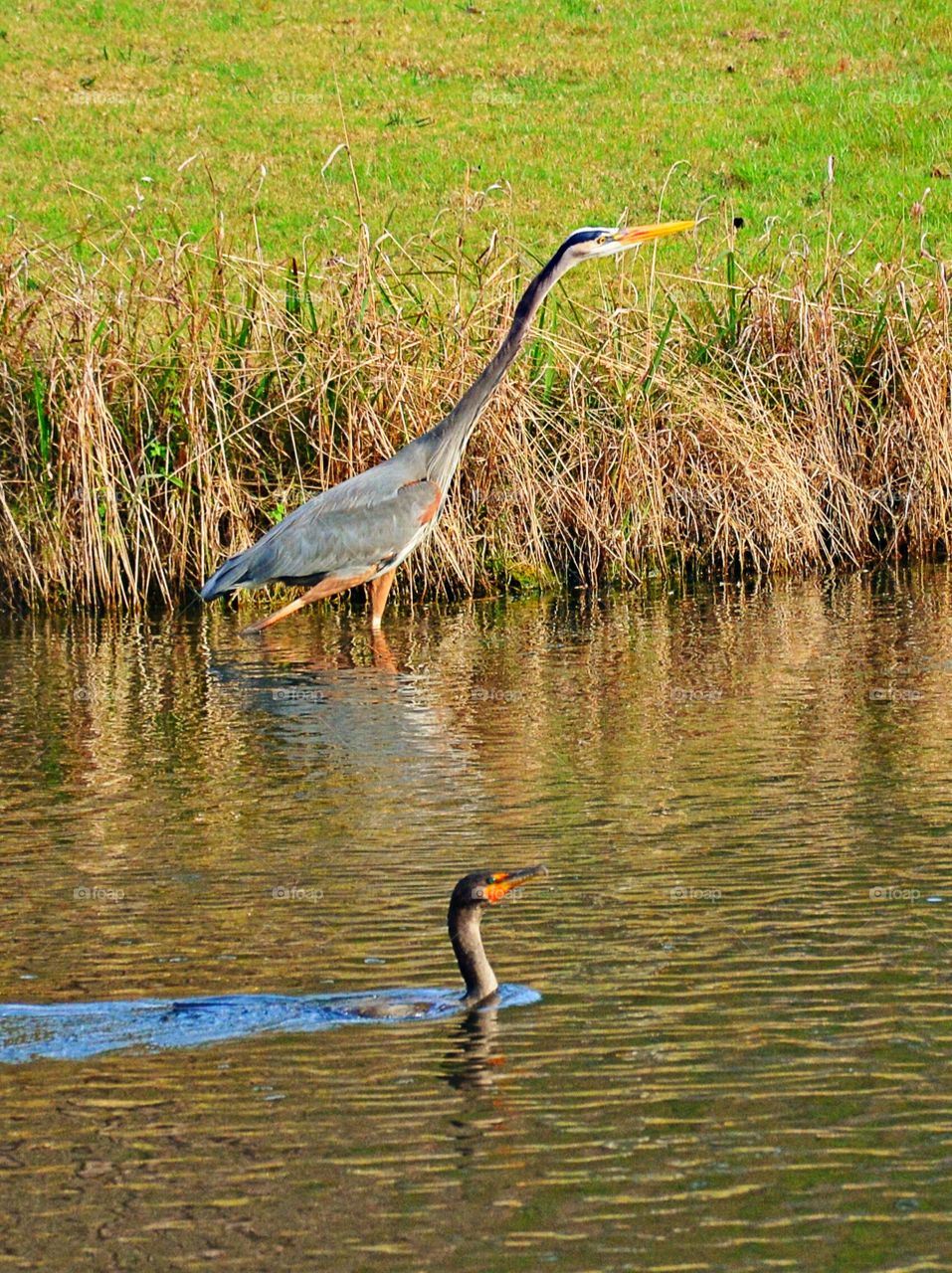 Waterbirds