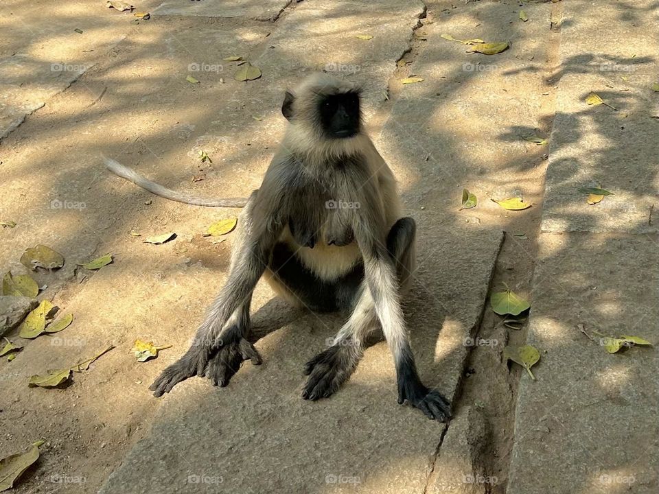 Animal photography - Monkey - In wild 