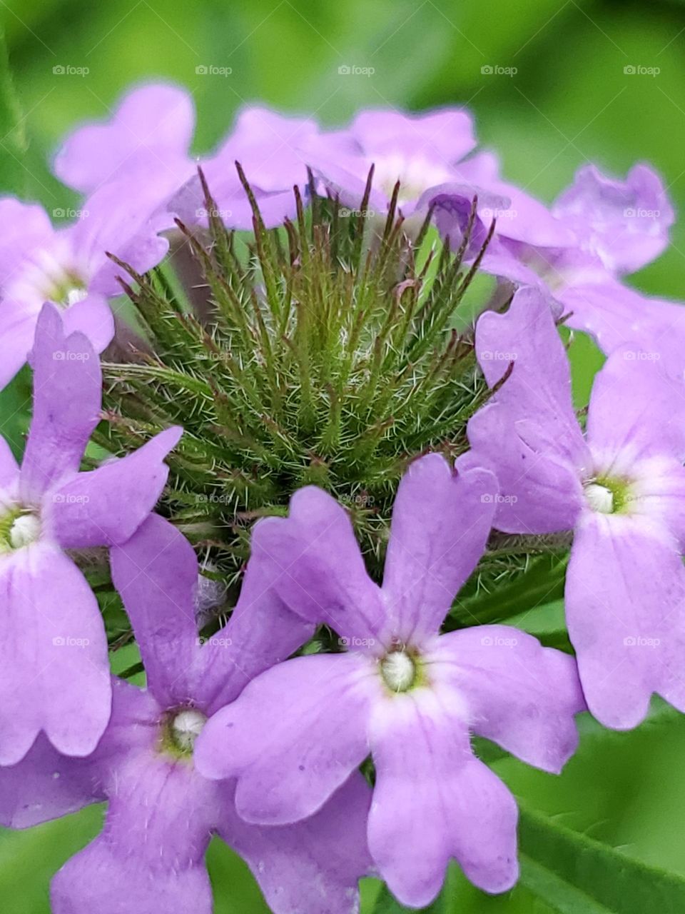 Closeup of wild verbena.