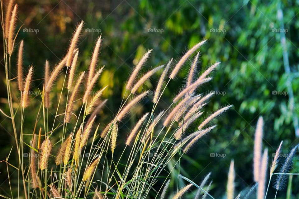 grass. sway, to light