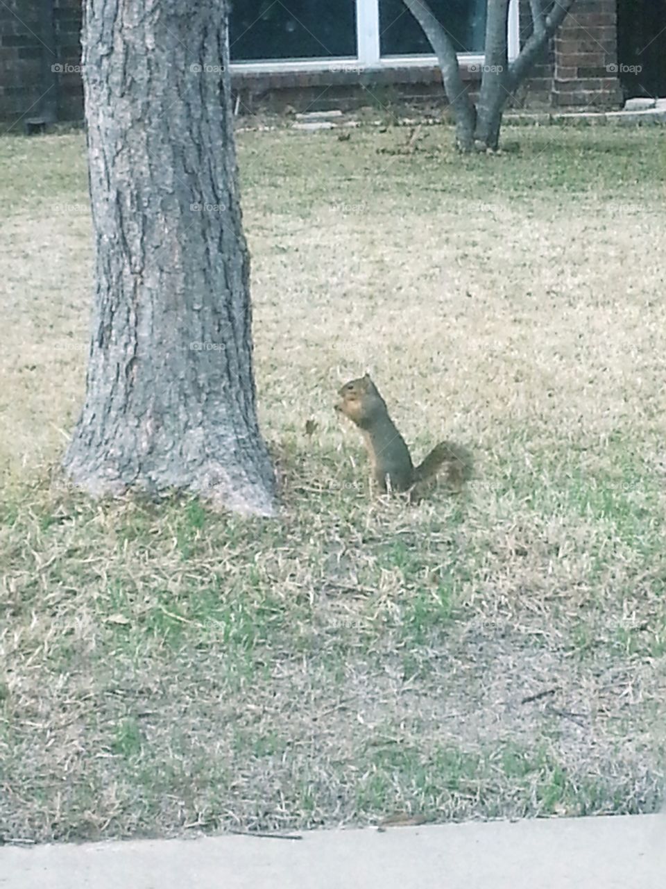 This little guy was just chilling out in my front yard. He was too cute not to snap this picture of him chomping down on the pecans.