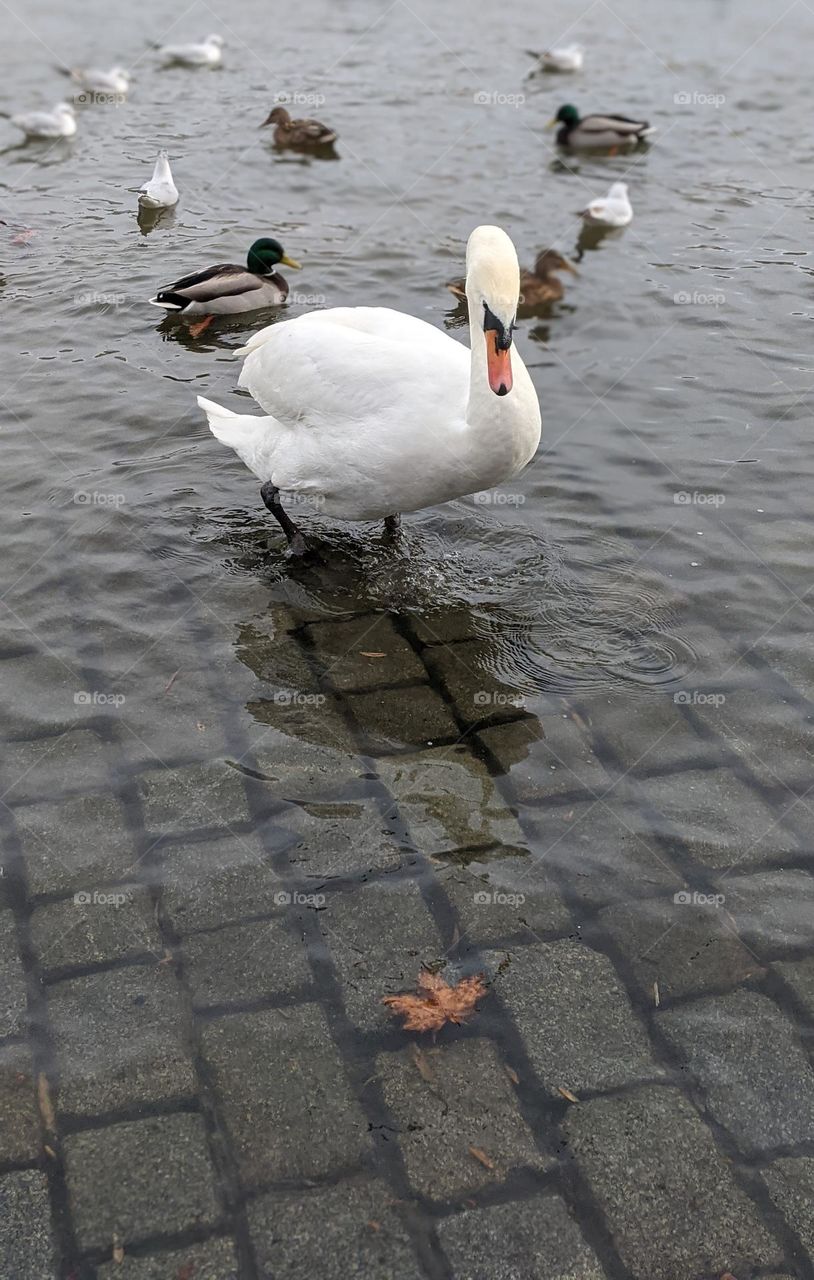 Contemplative Swan