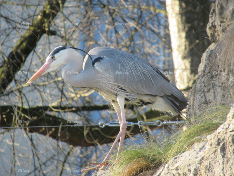 Heron taken at cologne zoo in germany