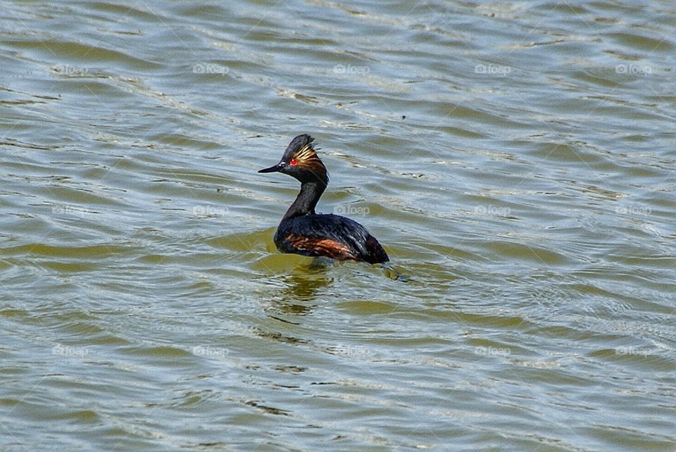 Grebe