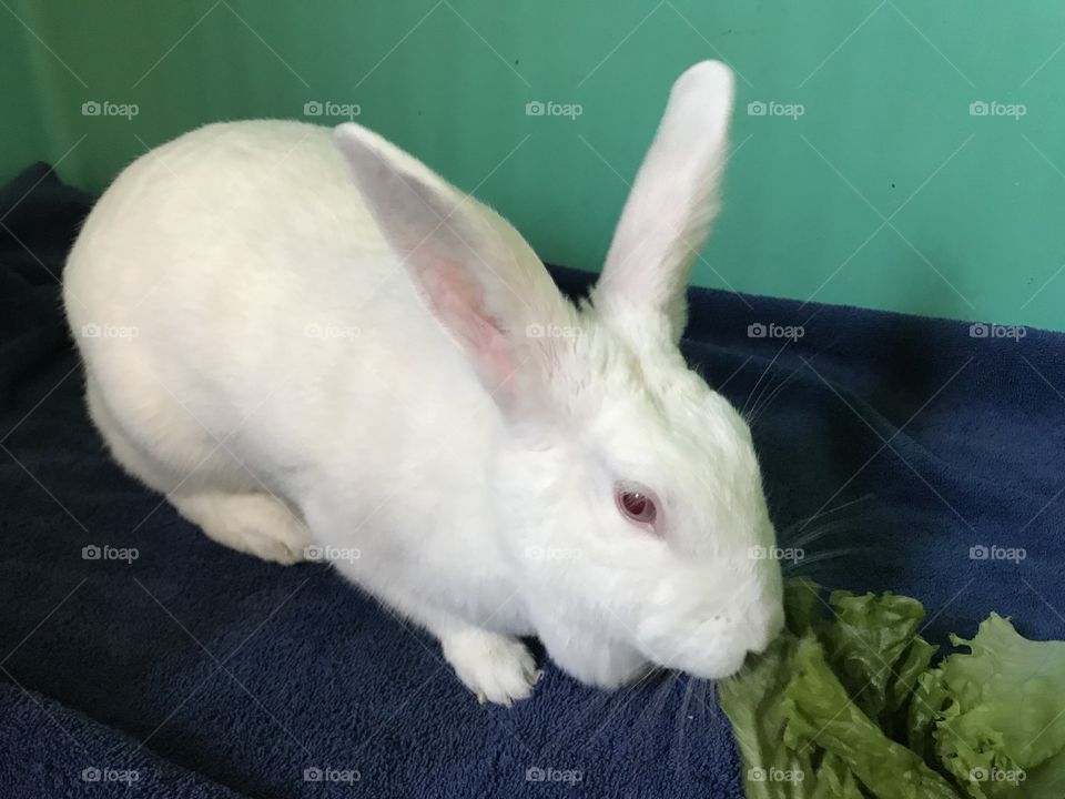 Albino Rex bunny at the shelter 