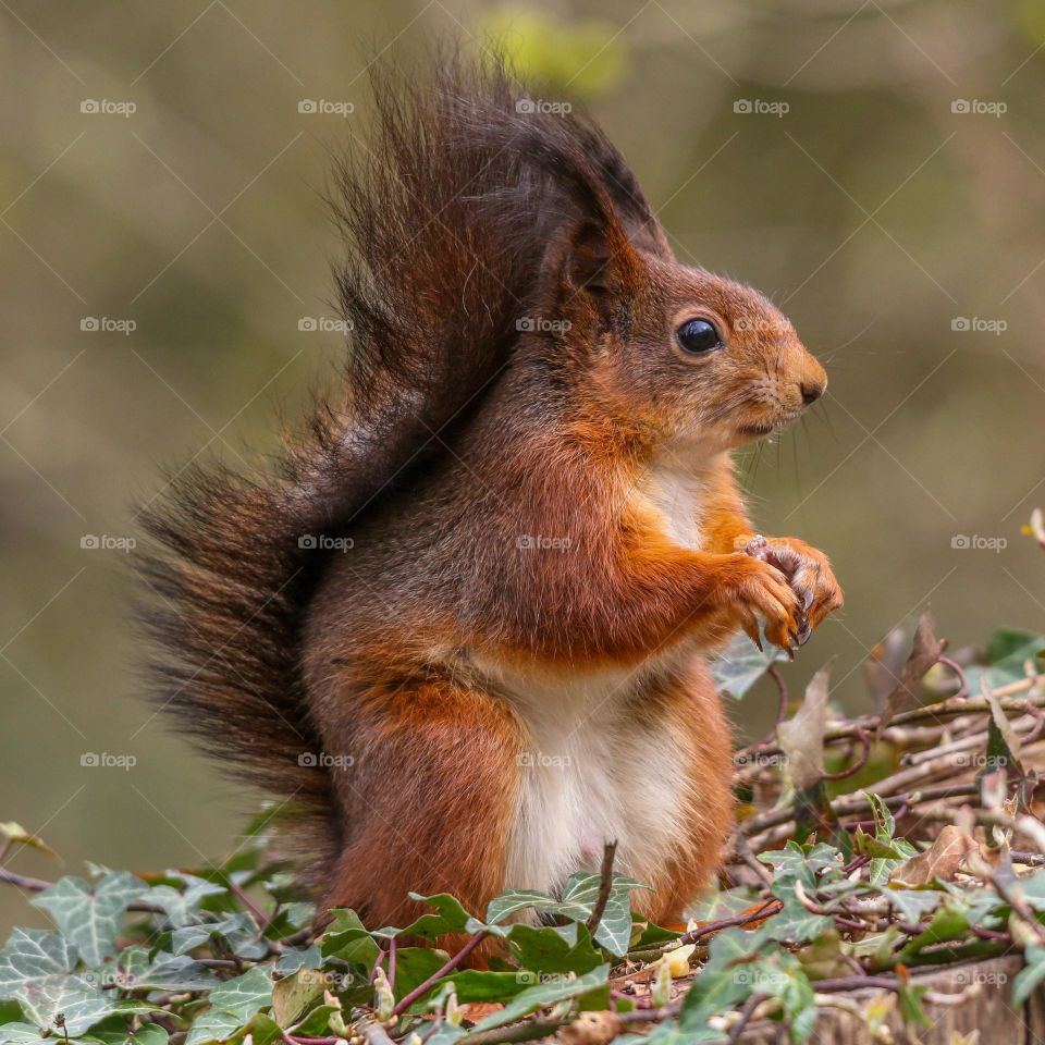 Cute red squirrel portrait close-up in a forest