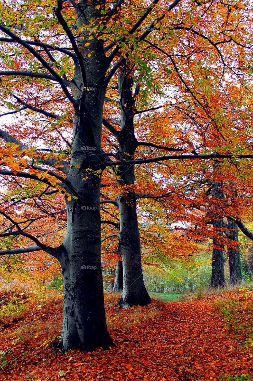 High angle view of autumn tree