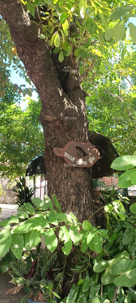 It is said that King Sri Wickramarajasinghe, the last king of Sri Lanka captured by the British, was tied to this tree while being taken to Goa, India.