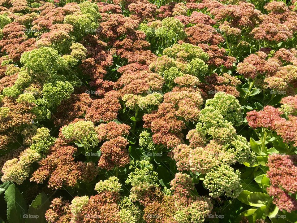 Sedum