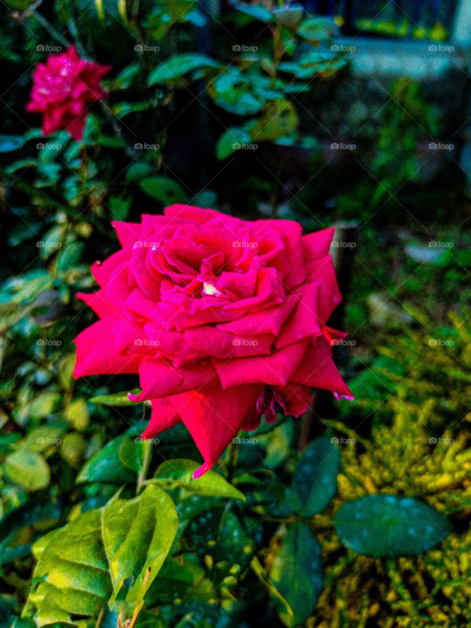I have taken this picture of rose flower with my own hand.  The rose flower looks very beautiful.  Flowers mean very beautiful.  Nothing is as beautiful as flowers.