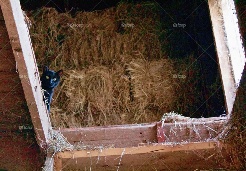 One of the shyer barn kitties peeking from the floor of the hayloft above