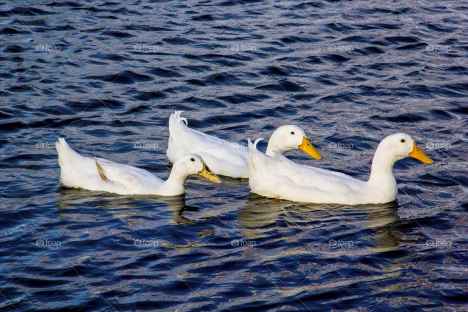 white pond water ducks by rassilon
