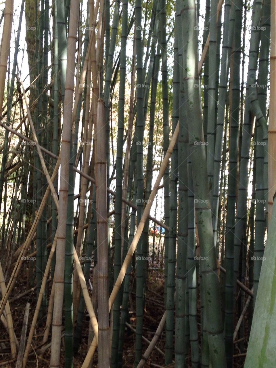 Bamboo 