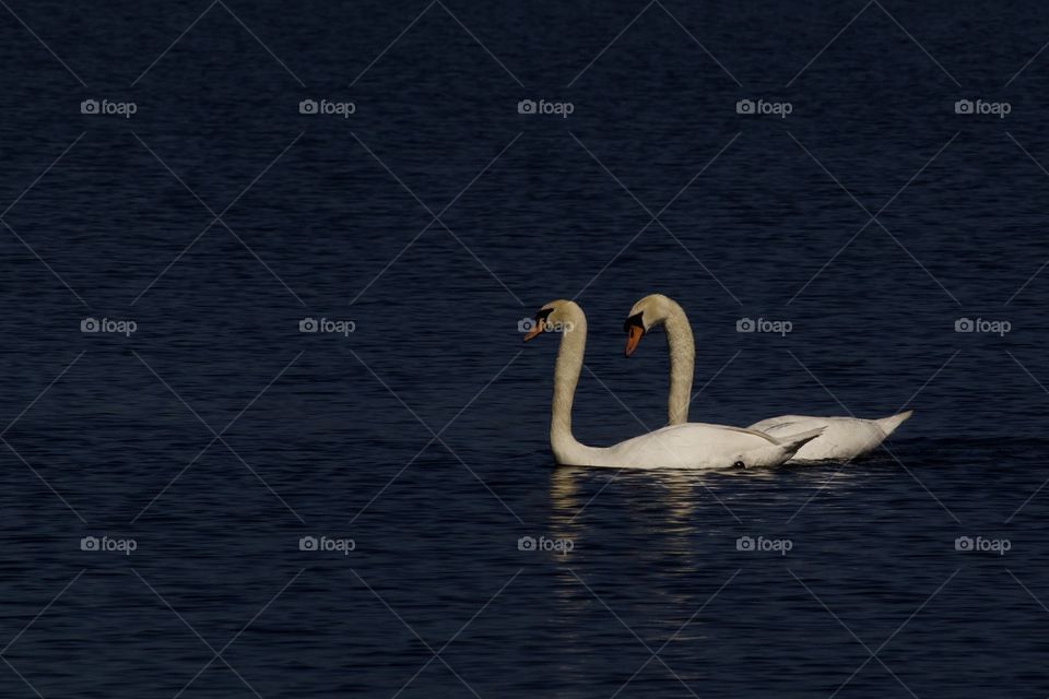 Romantic Swans