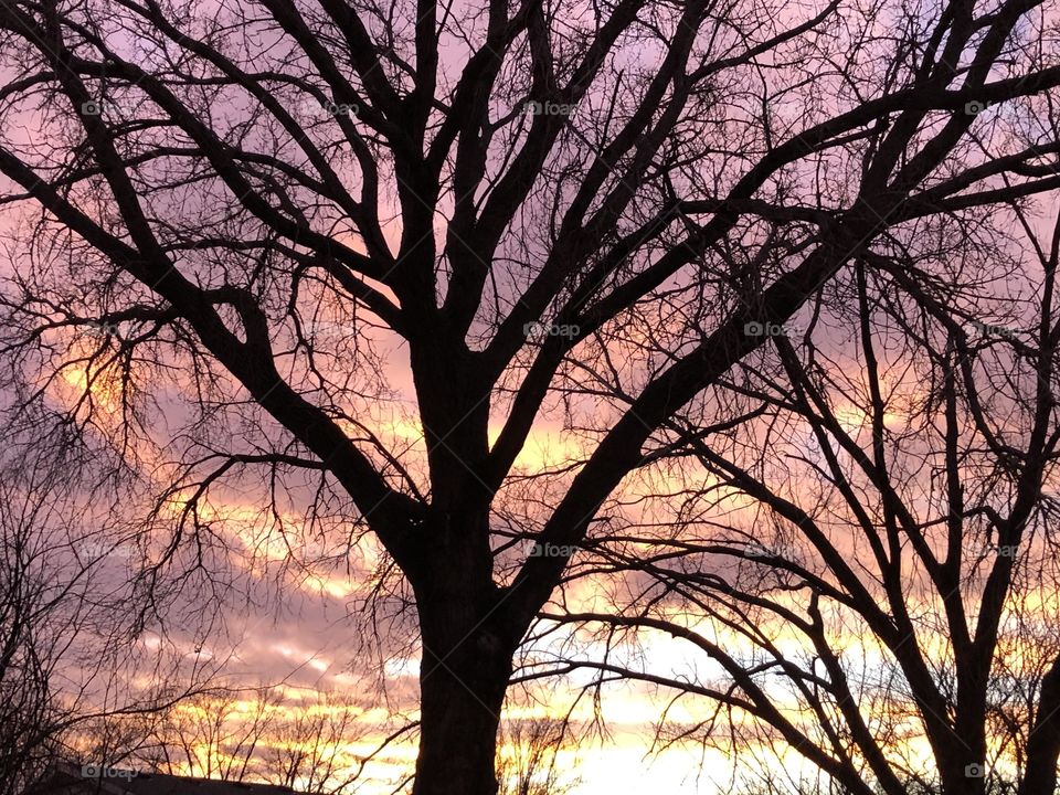 Pretty tree and sunset 