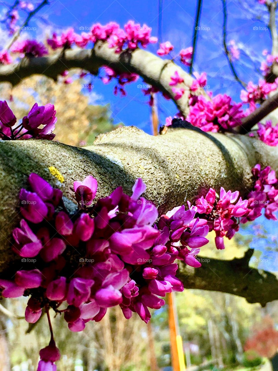 Blooms to branch out on- Texas redbud shows how bright it can be-