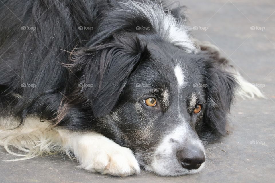 Forlorn and sad border collie sheepdog lying down