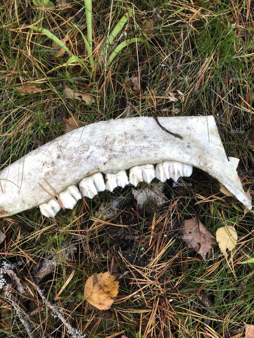 Moose teeth scull