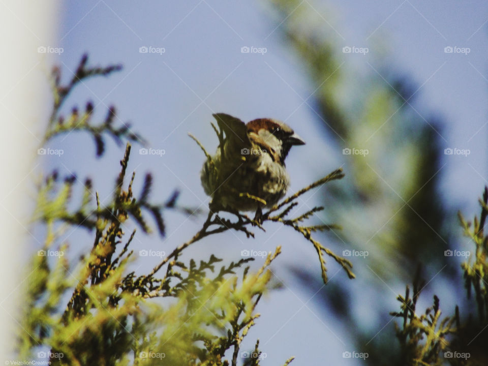 Sparrow Closeup