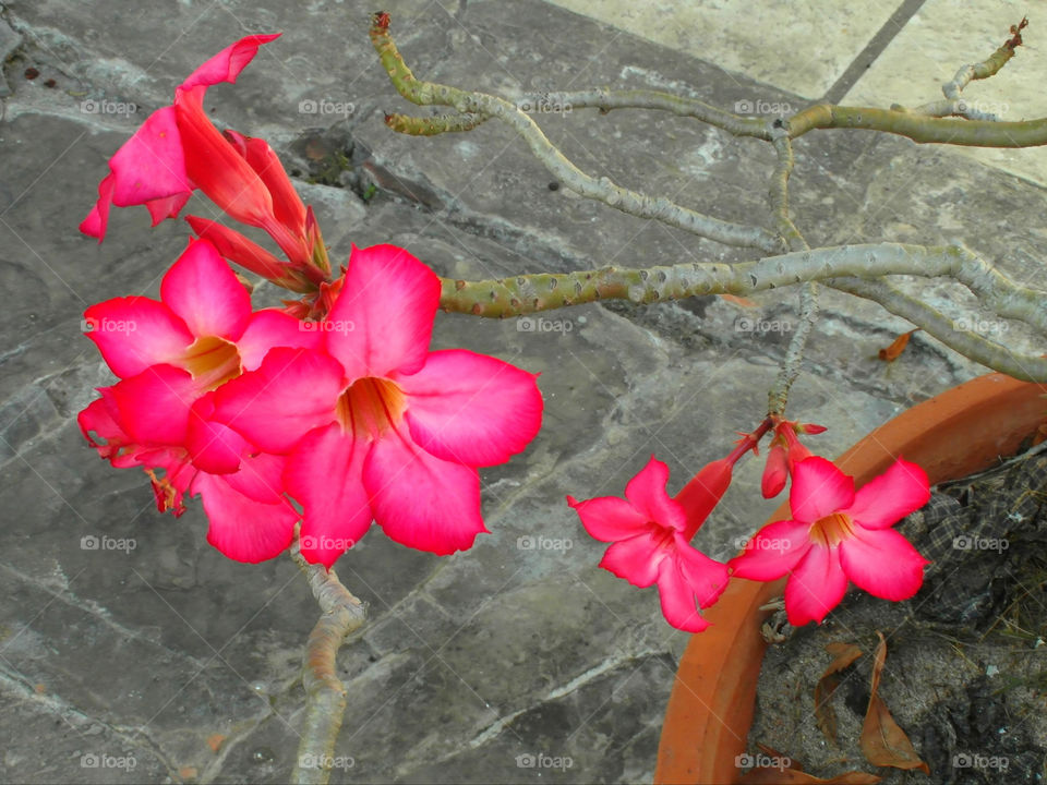 mandalay burma flowers flora nature by fullenglish