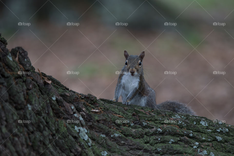 Squirrel 