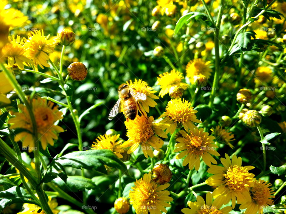 Yellow Flowers