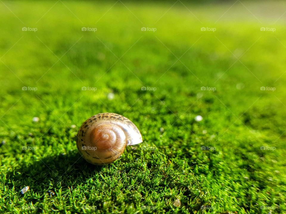 Snail on moss.