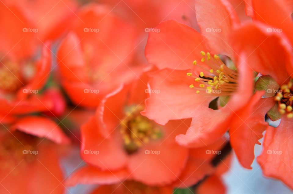 Red spring flower