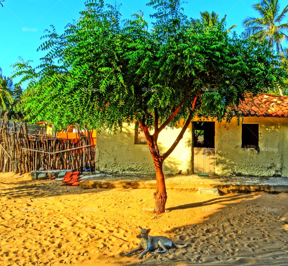 Rural life. A dog resting in the shadow