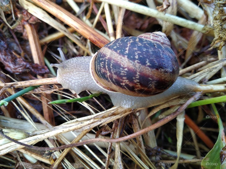 Snail