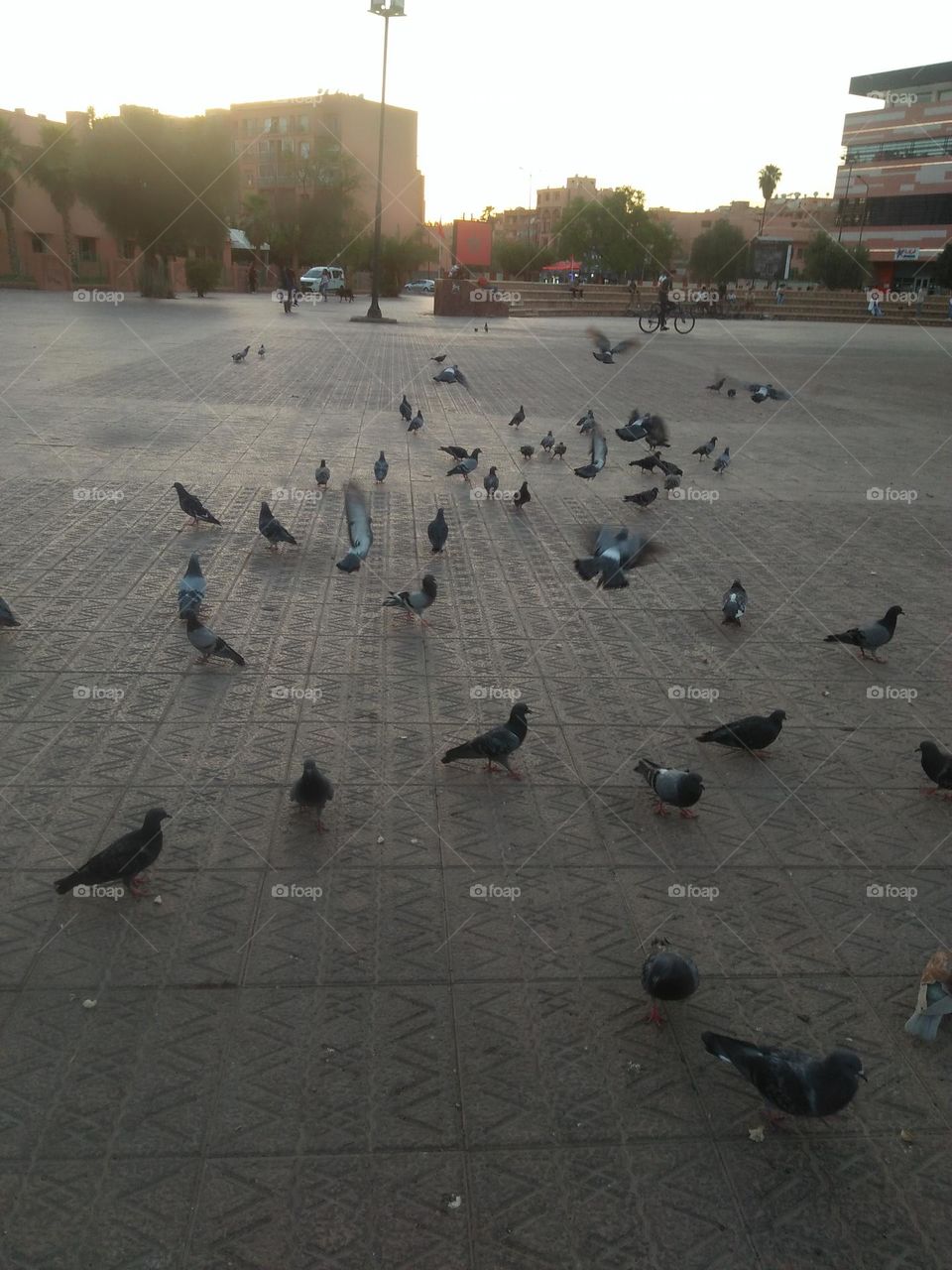 Flock of pigeons