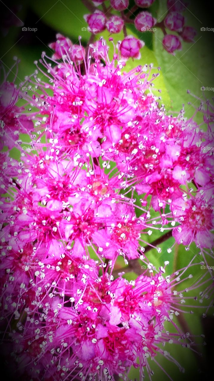 Nature. Pink