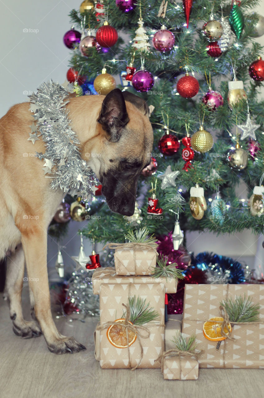 Malinois & gifts