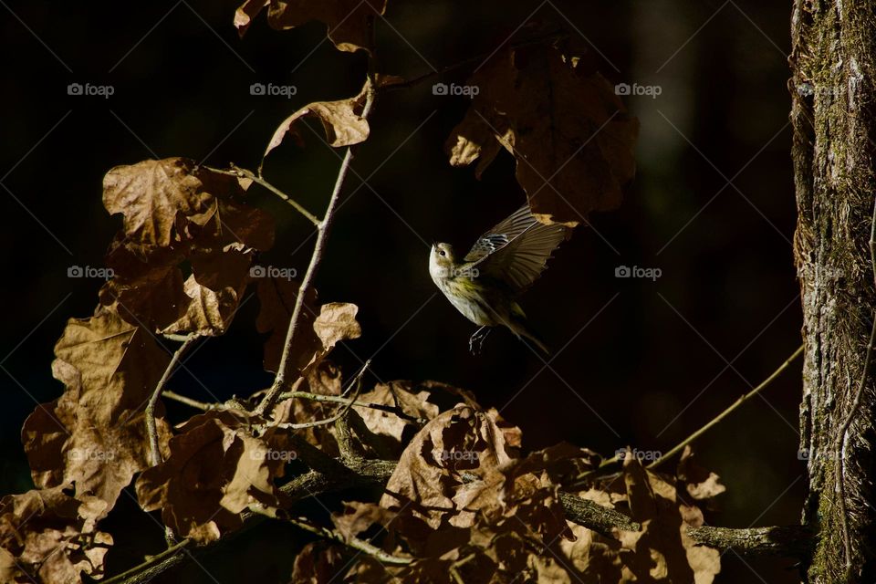 Yellow rumped Warbler in midair. This delicate little bird has brilliant yellow markings and is especially graceful in flight