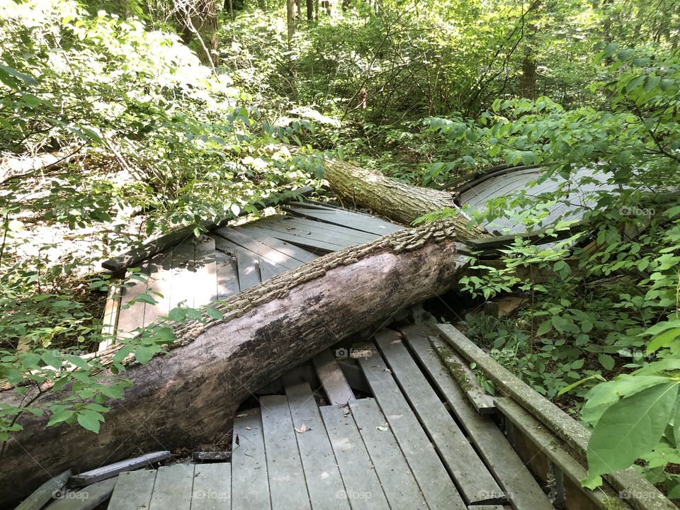 Boardwalk Smashed By Tree 