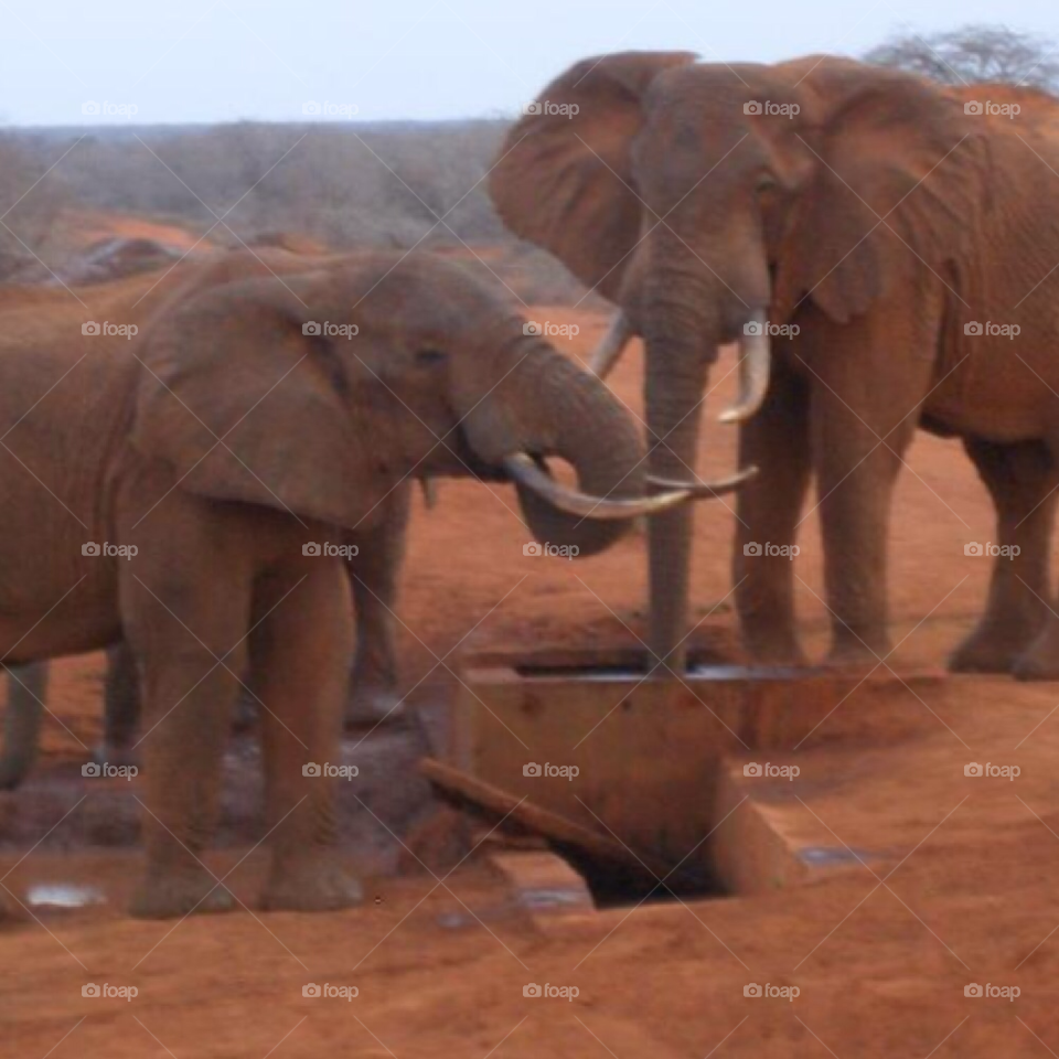 wild kenya elephants tusks by sophie132
