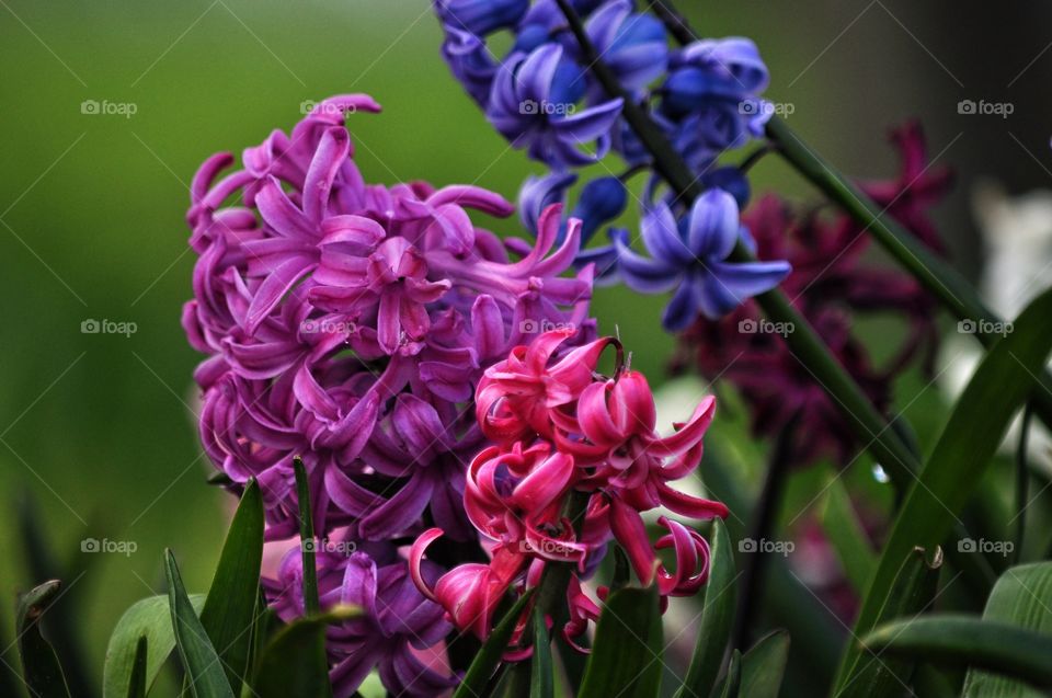 Flower, Flora, Nature, Garden, Floral