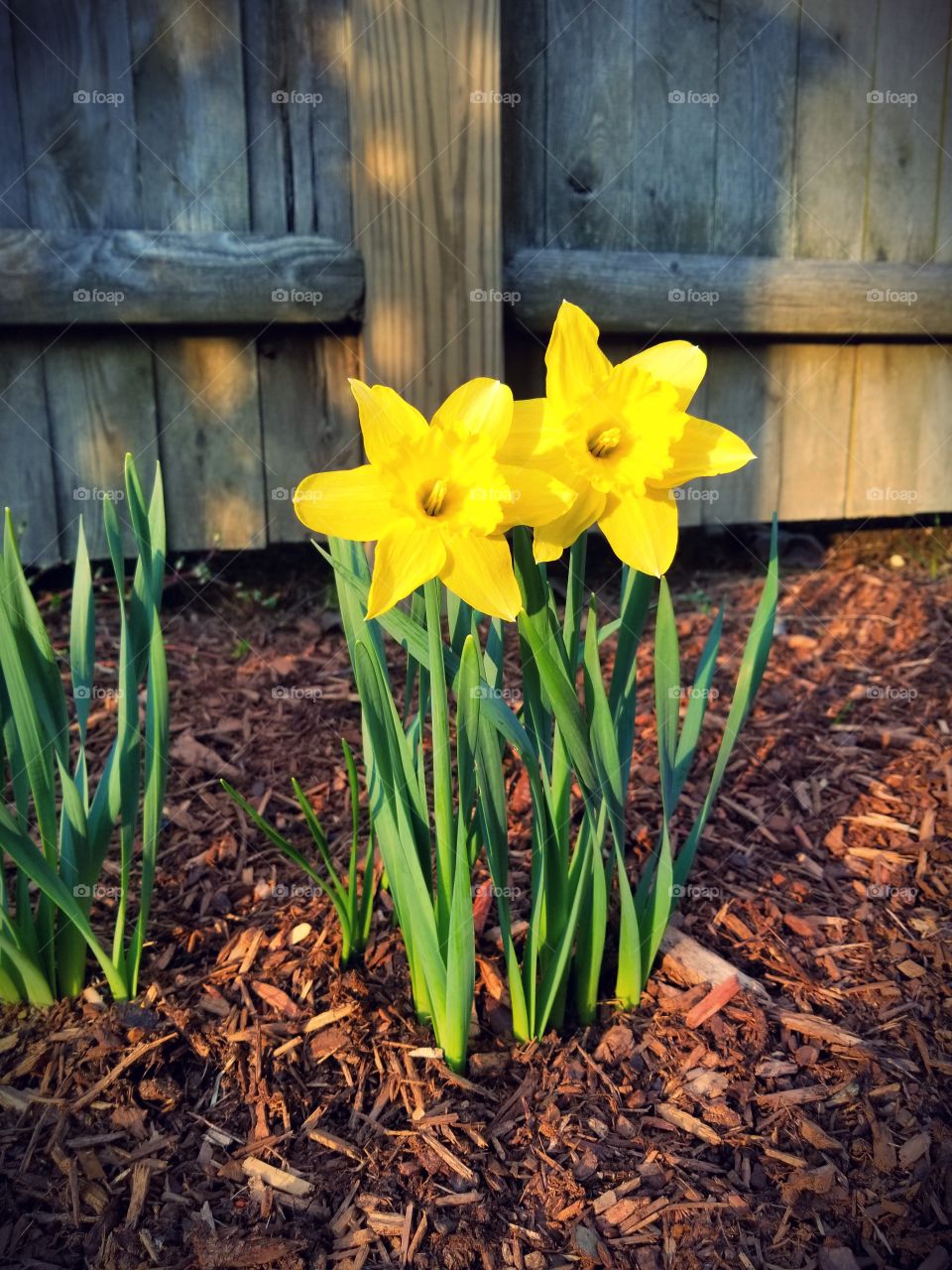 daffodils