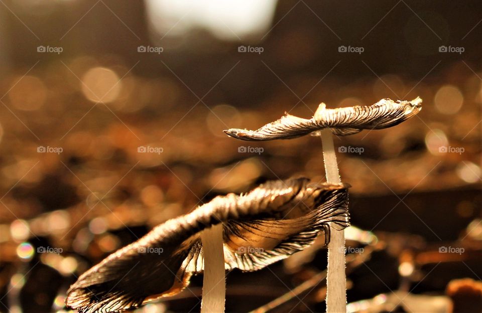 mushrooms growing in an open field with a brown backgrounds