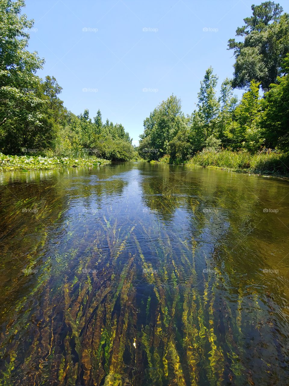 Springs of Florida with clear waters and beautiful scenery