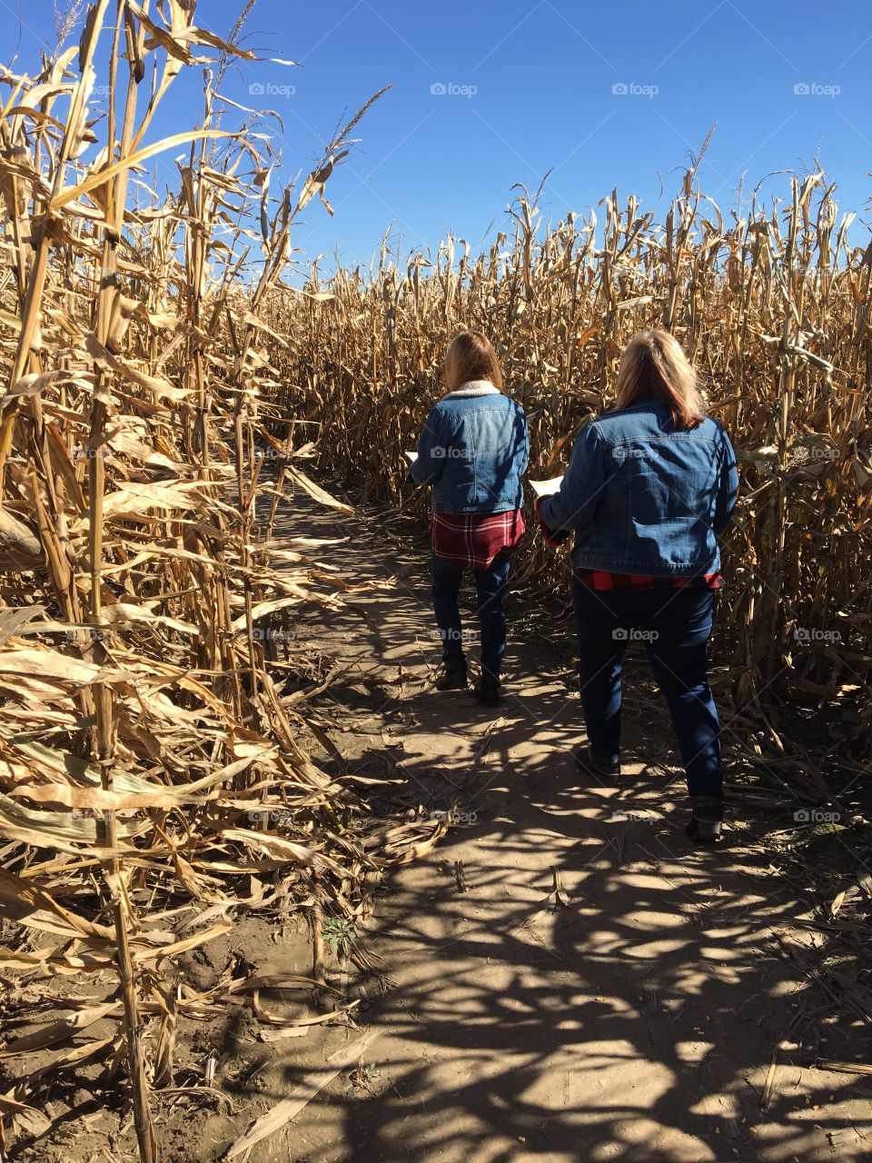 Corn Maze